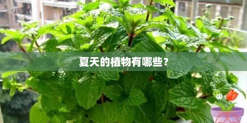 杉树有哪些种类？