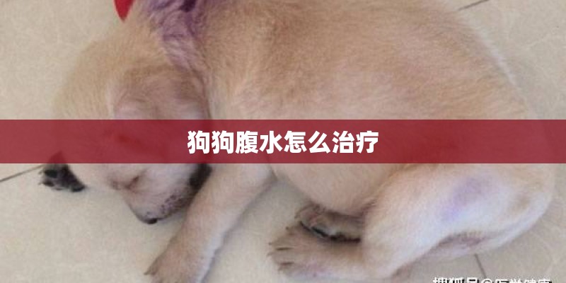 狗狗腹水怎么治疗