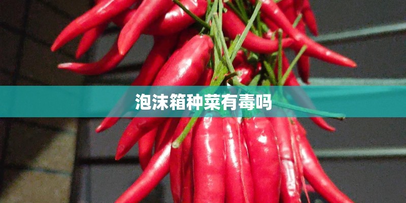 泡沫箱种菜有毒吗