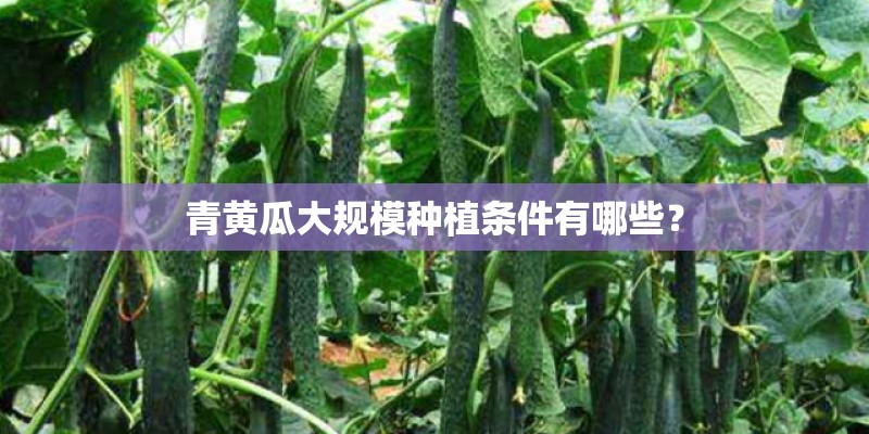青黄瓜大规模种植条件有哪些？