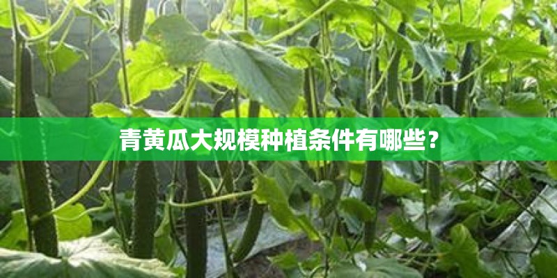 青黄瓜大规模种植条件有哪些？