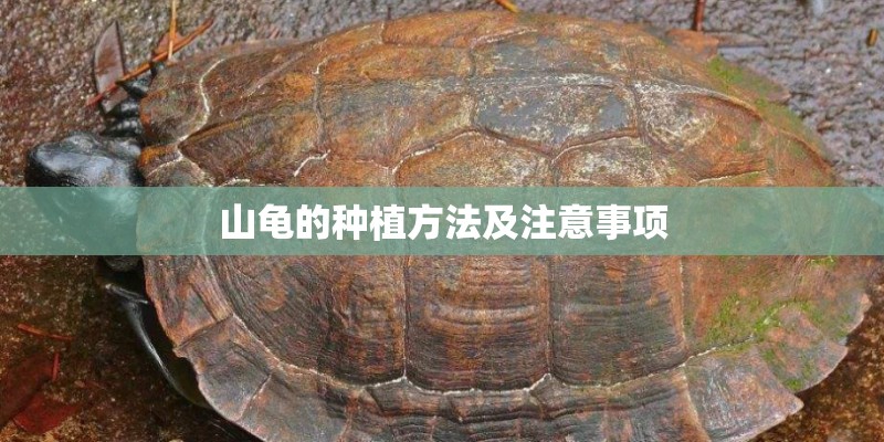 山龟的种植方法及注意事项