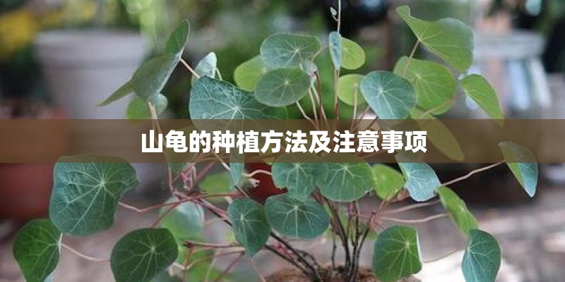 山龟的种植方法及注意事项