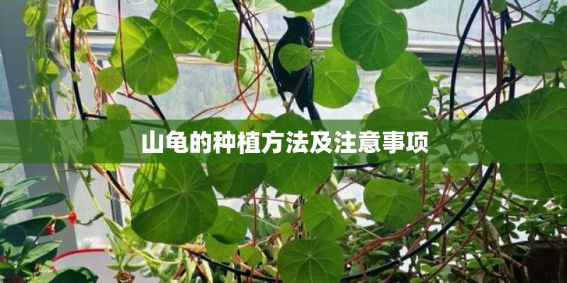 山龟的种植方法及注意事项