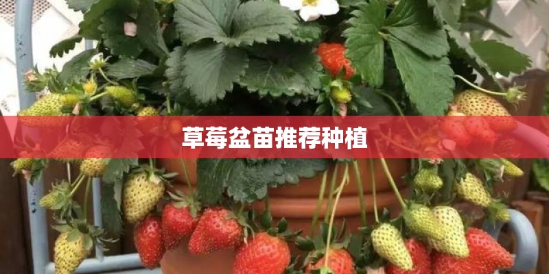 草莓盆苗推荐种植