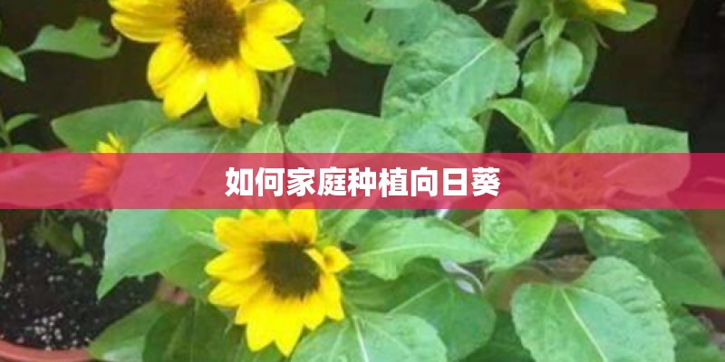 如何家庭种植向日葵