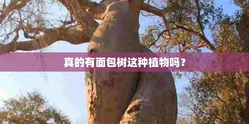 真的有面包树这种植物吗？