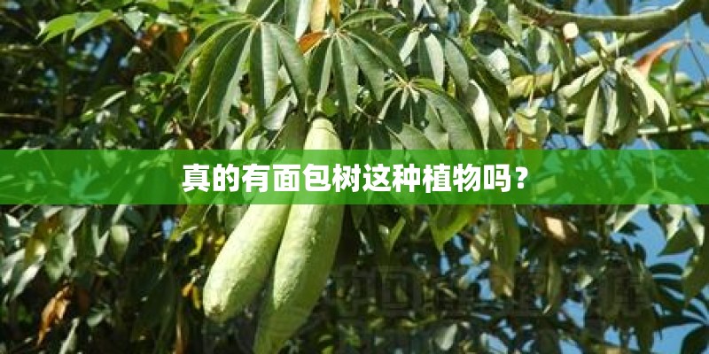 真的有面包树这种植物吗？