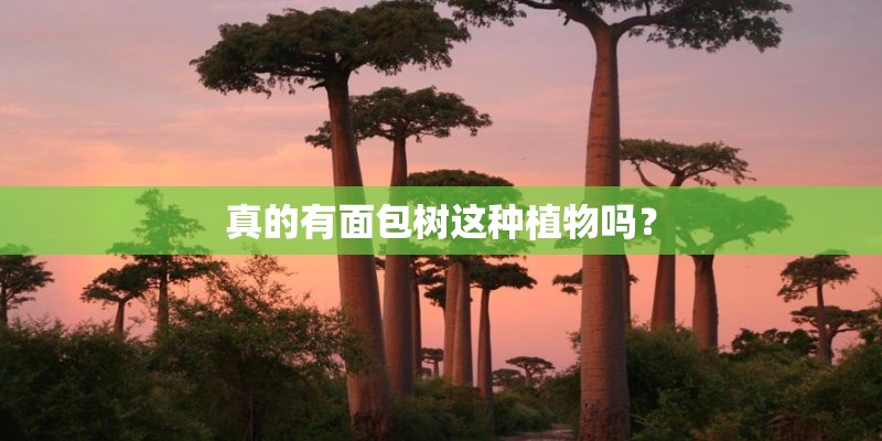 真的有面包树这种植物吗？