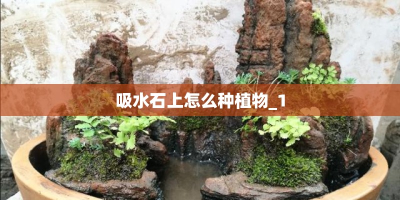 吸水石上怎么种植物_1