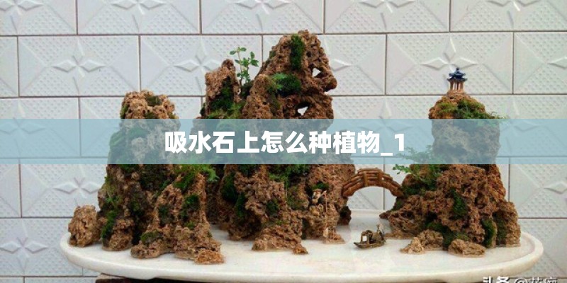 吸水石上怎么种植物_1