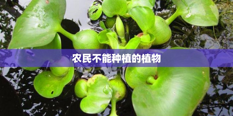 农民不能种植的植物