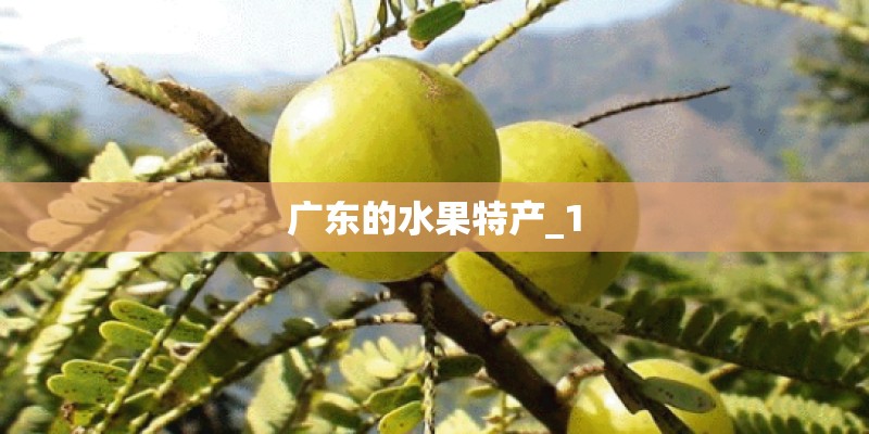 广东的水果特产_1