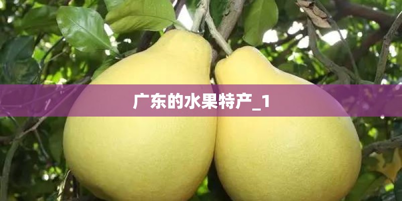 广东的水果特产_1