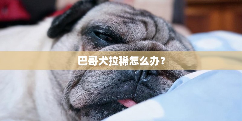 巴哥犬拉稀怎么办？