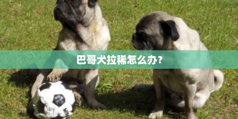 巴哥犬拉稀怎么办？