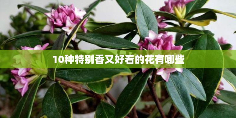 10种特别香又好看的花有哪些