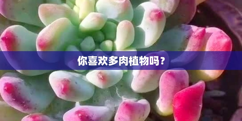 你喜欢多肉植物吗？