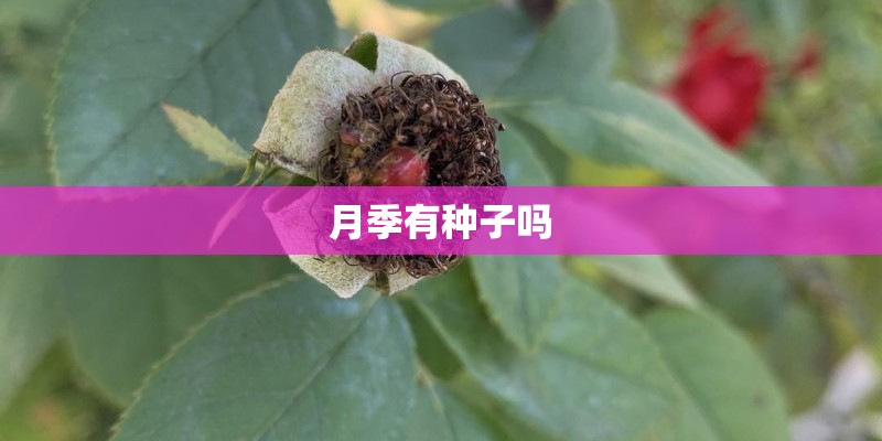 月季有种子吗