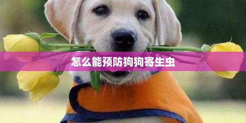 怎么能预防狗狗寄生虫