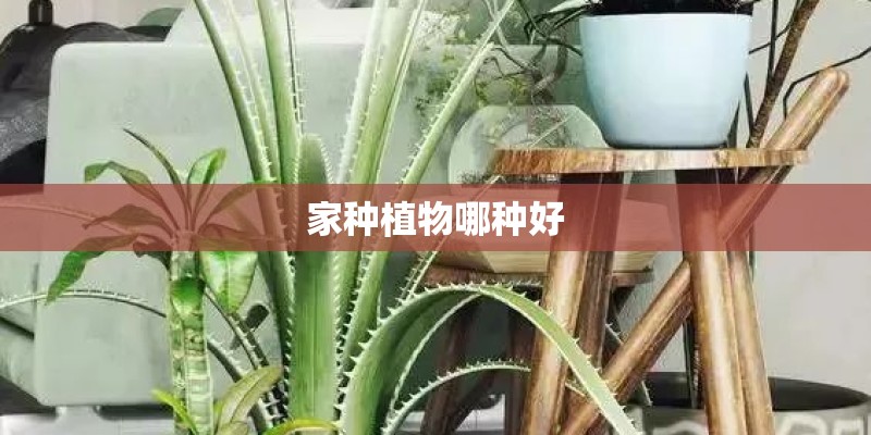 家种植物哪种好