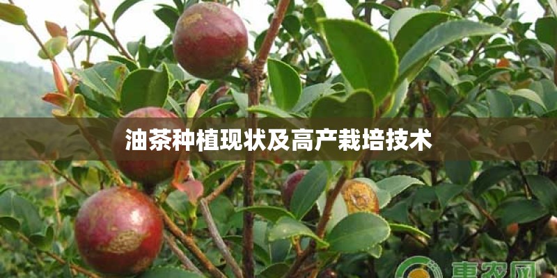 油茶种植现状及高产栽培技术