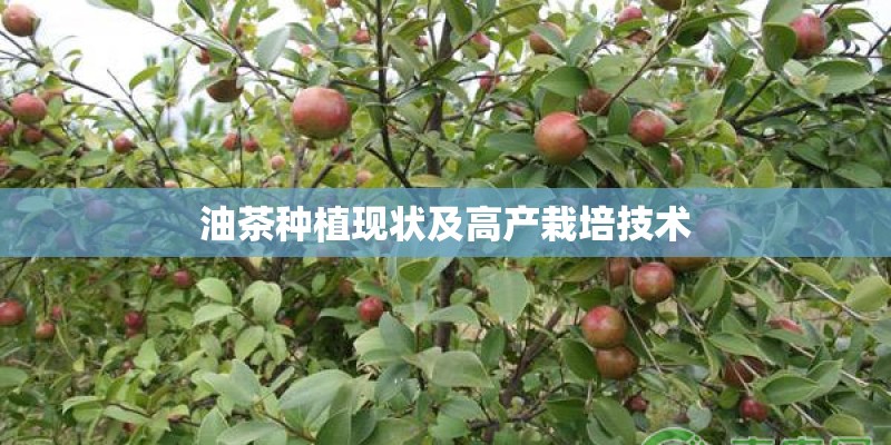 油茶种植现状及高产栽培技术