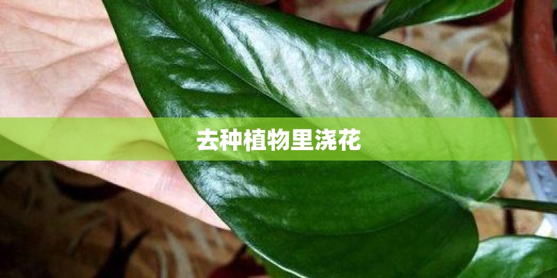 去种植物里浇花