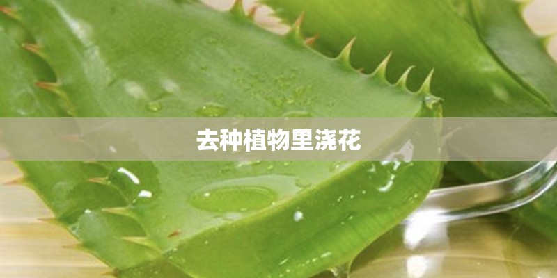 去种植物里浇花