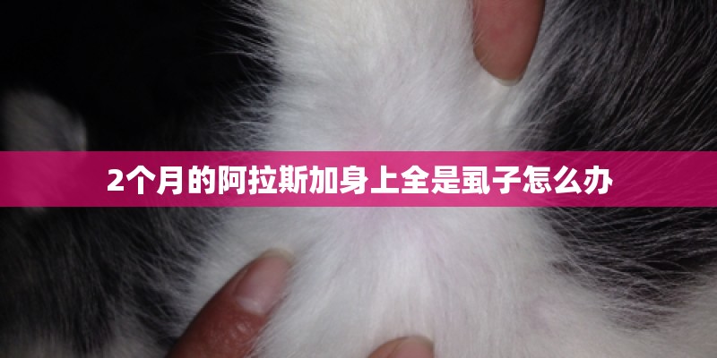 2个月的阿拉斯加身上全是虱子怎么办