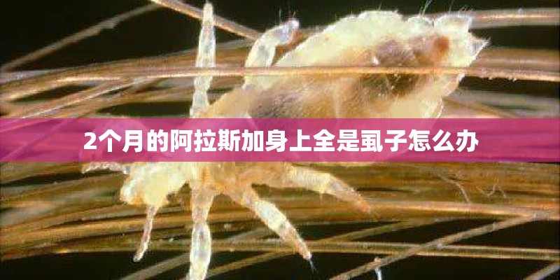 2个月的阿拉斯加身上全是虱子怎么办