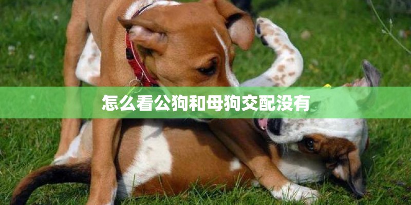 怎么看公狗和母狗交配没有