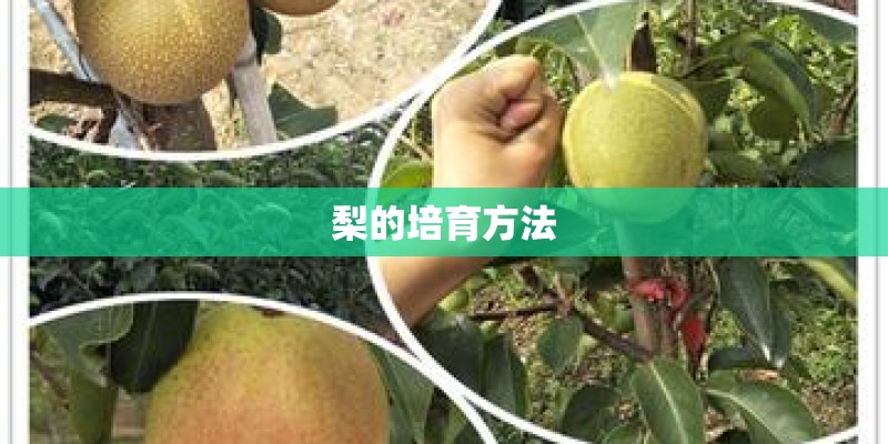 梨的培育方法