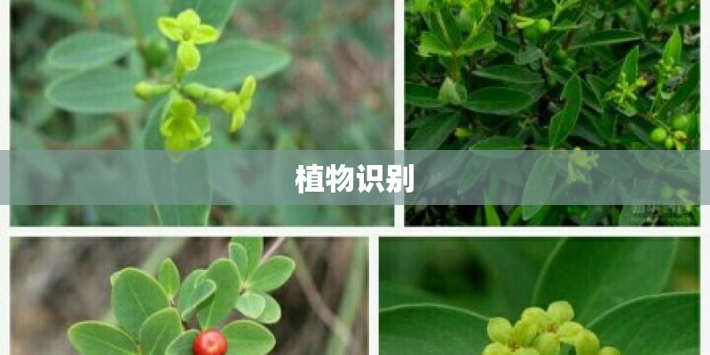 植物识别