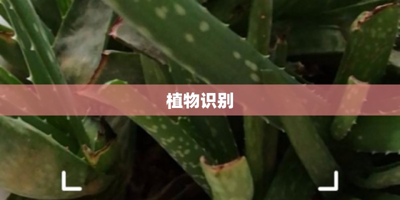 植物识别