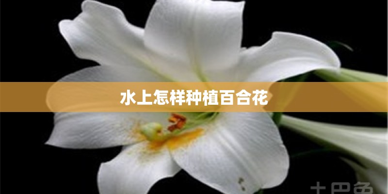 水上怎样种植百合花