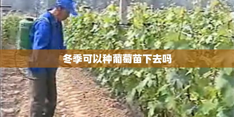 冬季可以种葡萄苗下去吗
