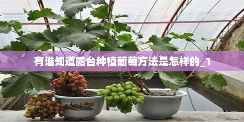 有谁知道露台种植葡萄方法是怎样的_1