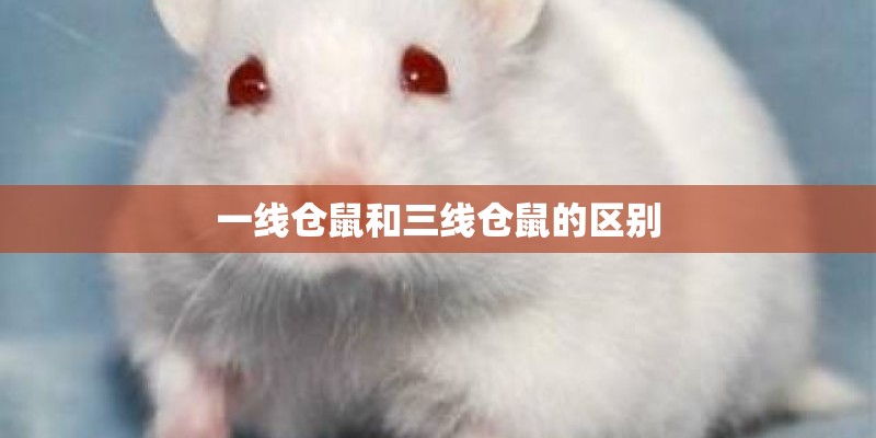 一线仓鼠和三线仓鼠的区别