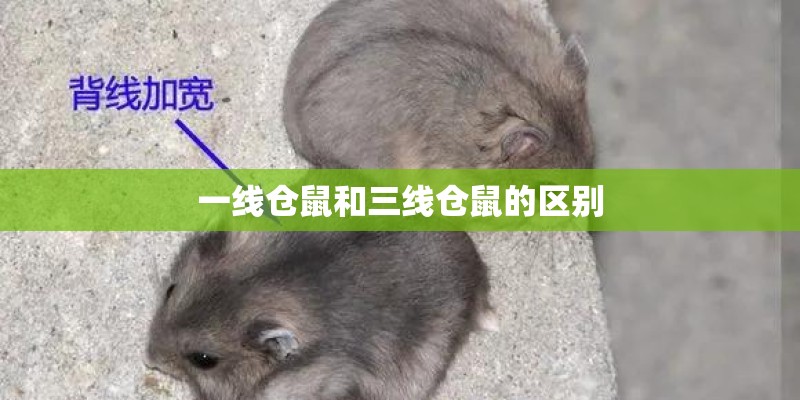 一线仓鼠和三线仓鼠的区别