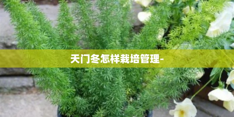 天门冬怎样栽培管理-