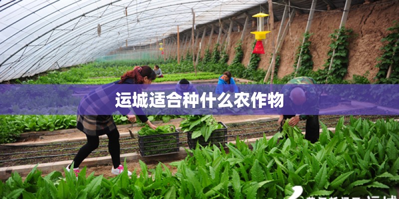 运城适合种什么农作物