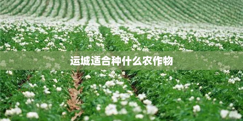 运城适合种什么农作物