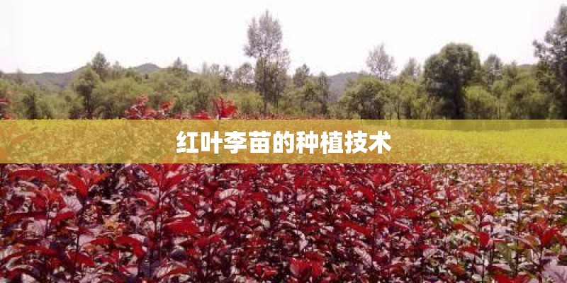 红叶李苗的种植技术
