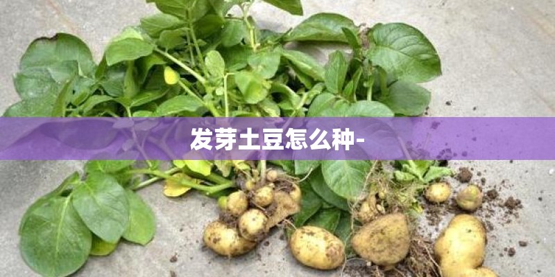 发芽土豆怎么种-