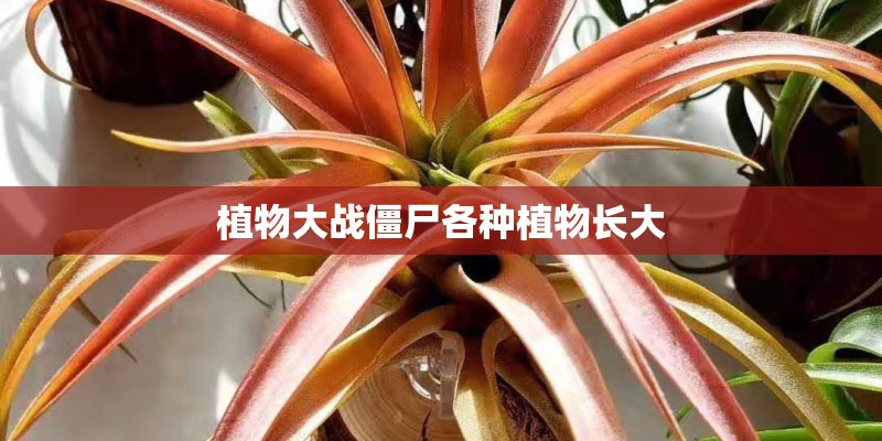 植物大战僵尸各种植物长大