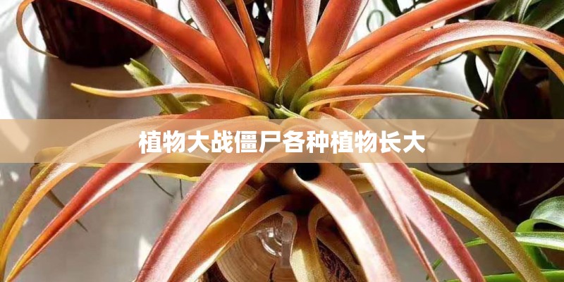 植物大战僵尸各种植物长大