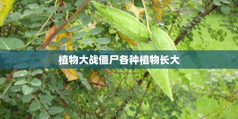 植物大战僵尸各种植物长大