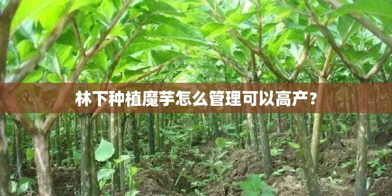 林下种植魔芋怎么管理可以高产? 林下种植魔芋怎么管理可以高产?