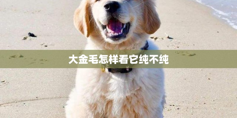 大金毛怎样看它纯不纯